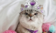Ինստագրամի ամենահայտնի կատուն 3.8 միլիոն հետևորդ ունի